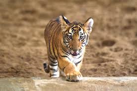 Nainital travel package